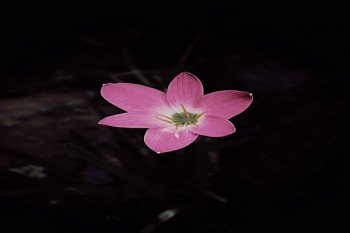 陽(yáng)光壽險(xiǎn)的產(chǎn)品怎么樣