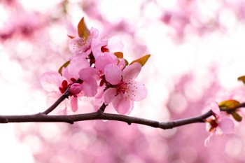 中國(guó)人壽壽險(xiǎn)怎么領(lǐng)取滿(mǎn)期金