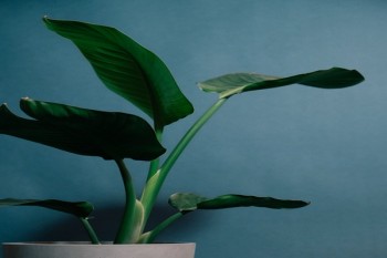 華夏保險(xiǎn)愛相隨定期壽險(xiǎn)