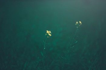 商業(yè)壽險(xiǎn)與社保的區(qū)別