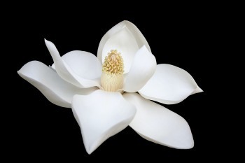 百年定惠保定期壽險(xiǎn)怎么樣？有什么優(yōu)缺點(diǎn)？