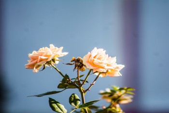 中國(guó)人壽險(xiǎn)怎么樣