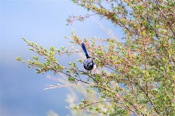 陽光人壽i保終身重疾險