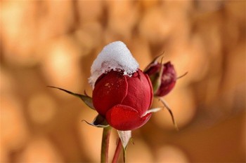 太平一諾千金終身壽險(xiǎn)分紅型