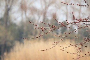 10萬保額重疾險