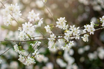 兩全險(xiǎn)和重疾險(xiǎn)的區(qū)別