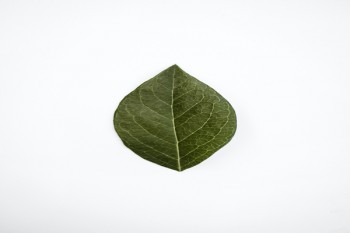 重疾險的功能和特點