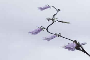重疾險和醫(yī)保報銷沖突嗎