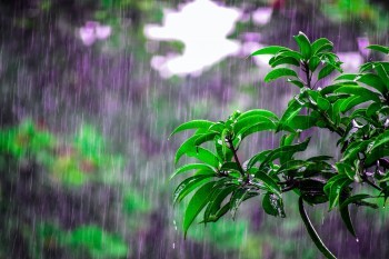 大麥甜蜜家2020缺點和優(yōu)點有哪些？到底值不值得購買？