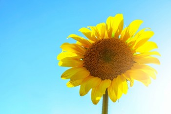 重疾險里包含乳腺癌和宮頸癌嚒