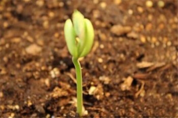 長期重疾險和短期重疾險的區(qū)別