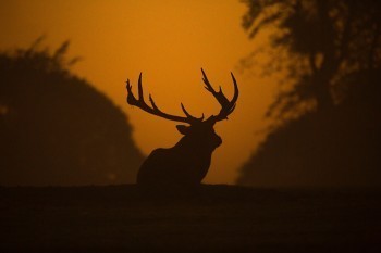 華貴大麥甜蜜家2021要買(mǎi)嗎？買(mǎi)了之后老婆絕對(duì)會(huì)夸你！