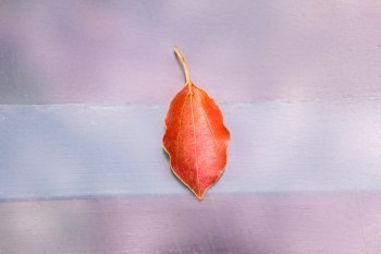中信保誠(chéng)禎愛優(yōu)選2019系列評(píng)測(cè)，有哪些坑人的地方？