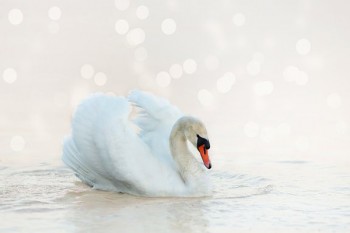 60萬(wàn)重疾險(xiǎn)多少錢一年