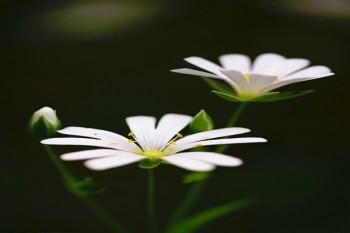 好醫(yī)保重疾險(xiǎn)可靠嗎