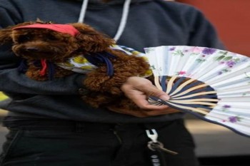 平安少兒重疾險一年多少錢