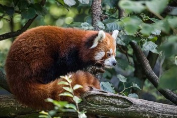 保險公司不退保險怎么辦？什么情況不能退保險？