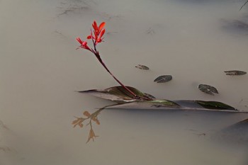 幼兒園的學(xué)平險(xiǎn)保的是什么