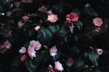 友邦重疾險(xiǎn)一年交多少錢