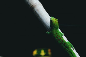 安聯(lián)臻愛百萬醫(yī)療險2018升級版靠譜嗎？背后的承保公司值得信賴嗎？