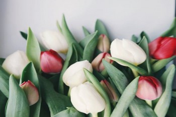 我家陽光保險如何退保