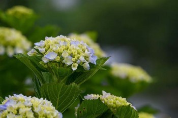 國壽福祿雙喜兩全保險怎么樣？值得買嗎？