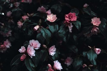 <a href=