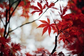 超越保2020醫(yī)療保險(xiǎn)和好醫(yī)保有什么區(qū)別？哪個(gè)好？