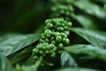 少兒守護(hù)百分百這個保險怎么樣？值得買嗎？