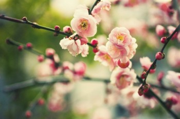 大病醫(yī)保多少錢