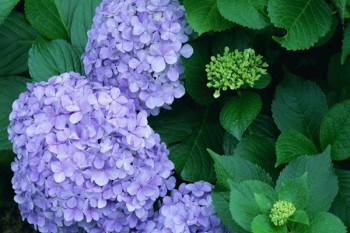 好醫(yī)保住院醫(yī)療理賠