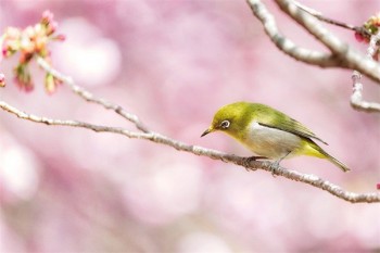 大病保險補充醫(yī)療保險
