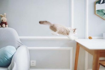 眾安保險怎么退款？流程是什么？