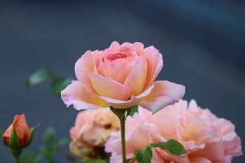 高端醫(yī)療保險有哪些？有哪些優(yōu)勢？適合誰買？