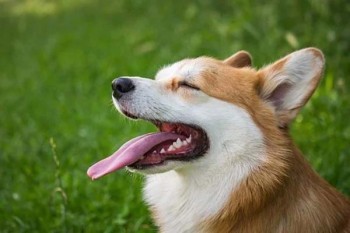 華安雇主無憂保條款有哪些？怎么樣？