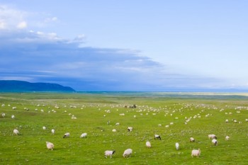 職工醫(yī)療保險怎么買