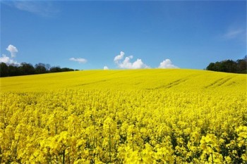 大連強(qiáng)制補(bǔ)充醫(yī)療保險