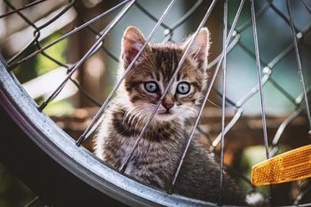 減額交清和退保哪個更劃算？有什么區(qū)別？