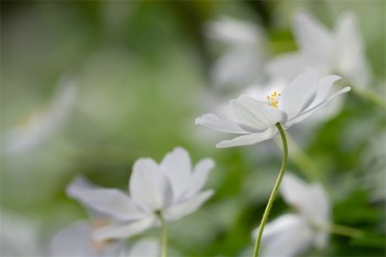 新生兒商業(yè)保險(xiǎn)有用嗎