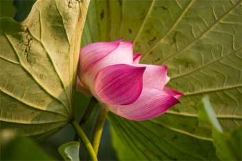 城鎮(zhèn)職工醫(yī)療保險(xiǎn)可以自己交嗎