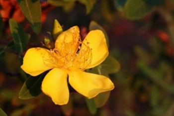 商業(yè)醫(yī)療險(xiǎn)一年交多少錢啊