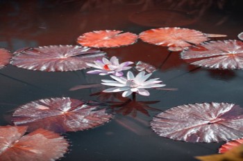 上海兒童醫(yī)療保險(xiǎn)