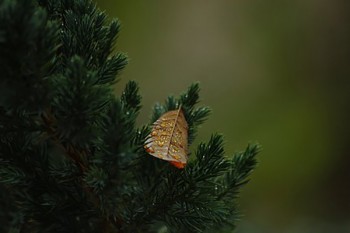 商業(yè)醫(yī)療保險(xiǎn)一年大概多少