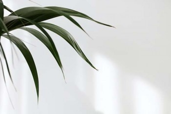 平安保險退保能退多少