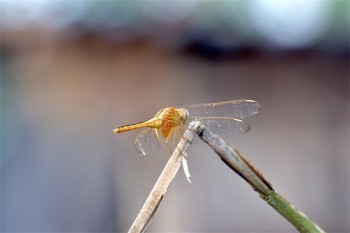好醫(yī)保住院醫(yī)療如何退保