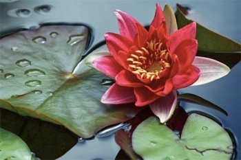 分紅險(xiǎn)交滿退保能拿回多少錢