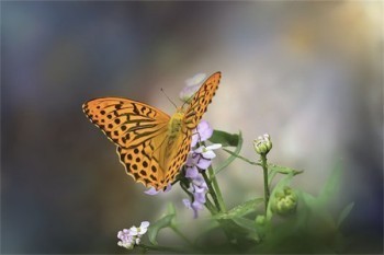 平安保險(xiǎn)退保多久可以到賬