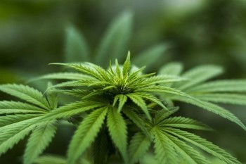 吉祥人壽保險可靠嗎年交1萬