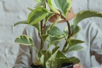 交兩年的重疾險(xiǎn)能退多少