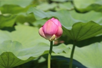 商業(yè)醫(yī)療保險哪家公司最好